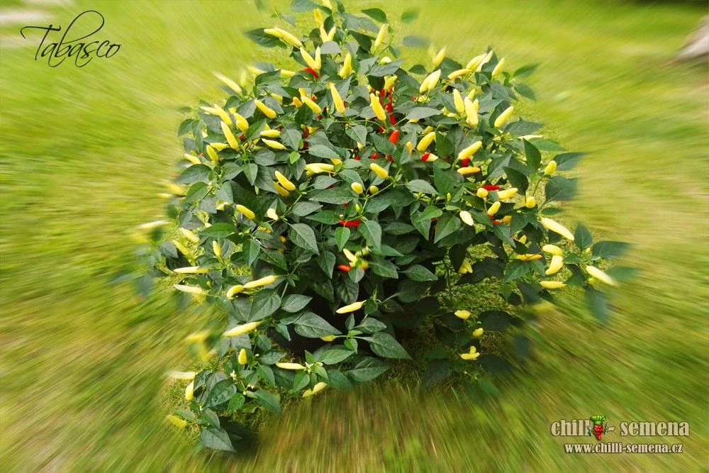 Chilli Tabasco