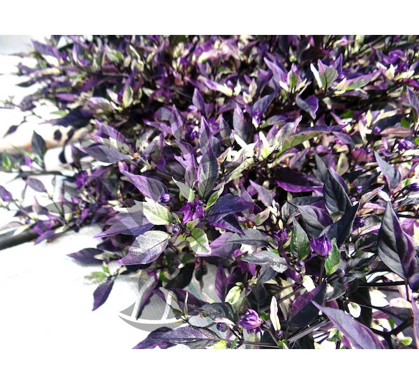 Chilli Purple Flash