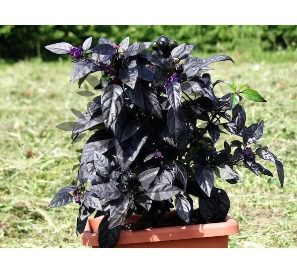 Chilli Black Pearl
