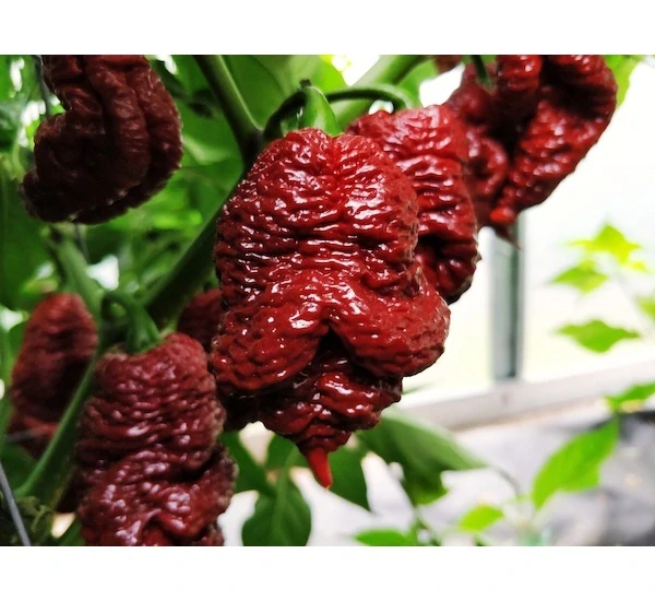 Chilli Big Black Mama