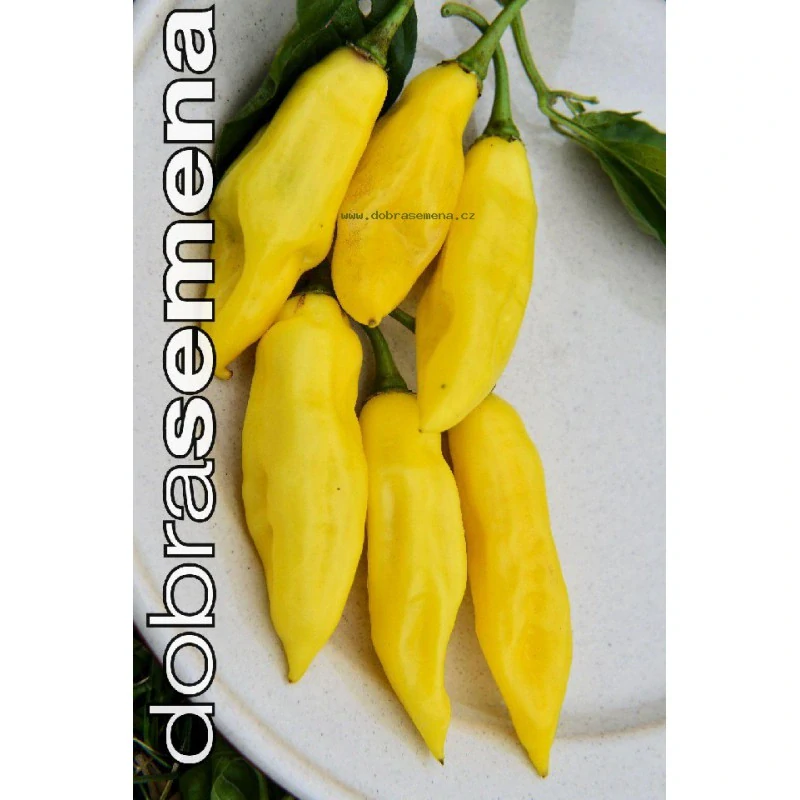 Chilli Habanero Neon