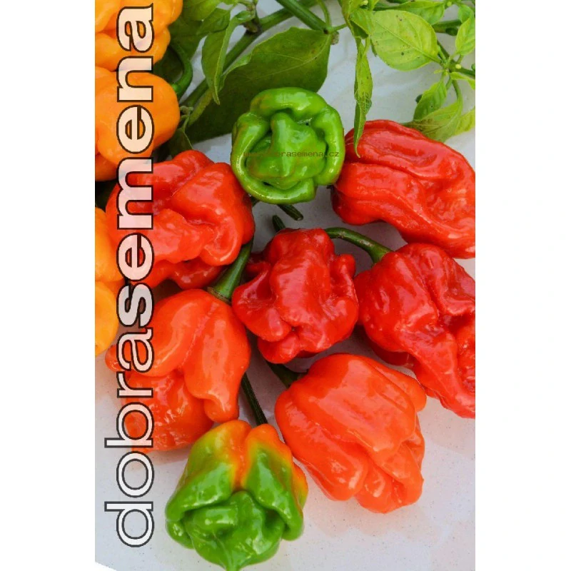 Chilli Trinidad Scorpion