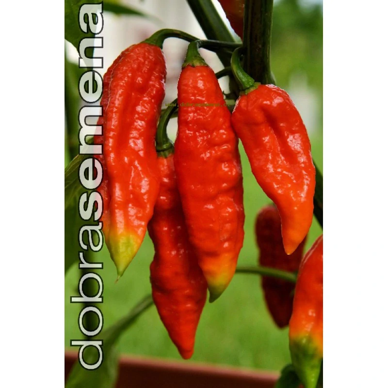 Chilli Bhut Jolokia Red