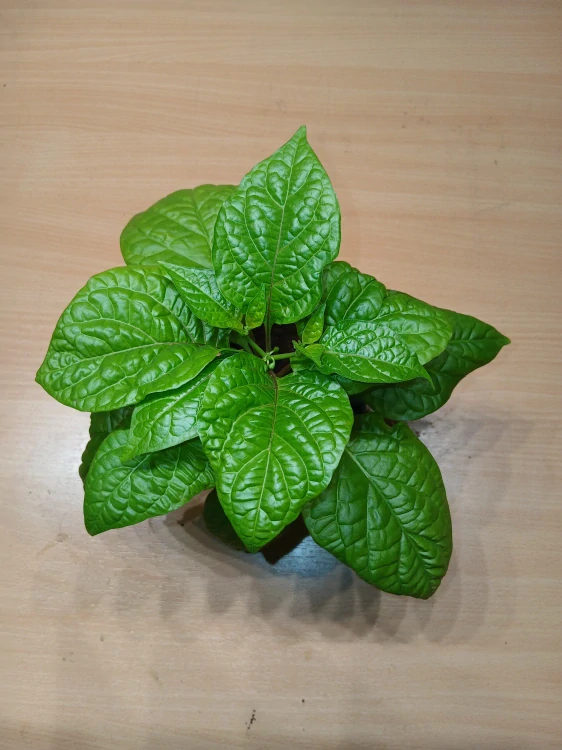 Chilli Maraba Orange