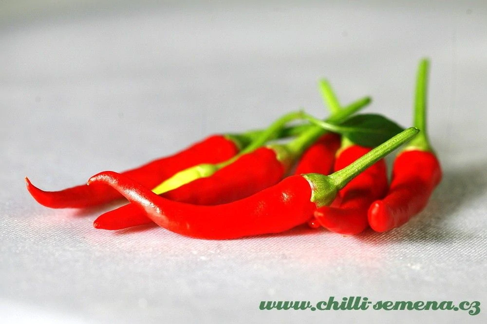 Chilli Chilly