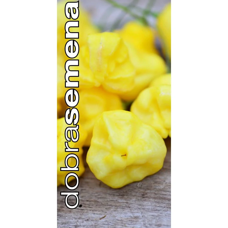 Chilli Aji Fantasy