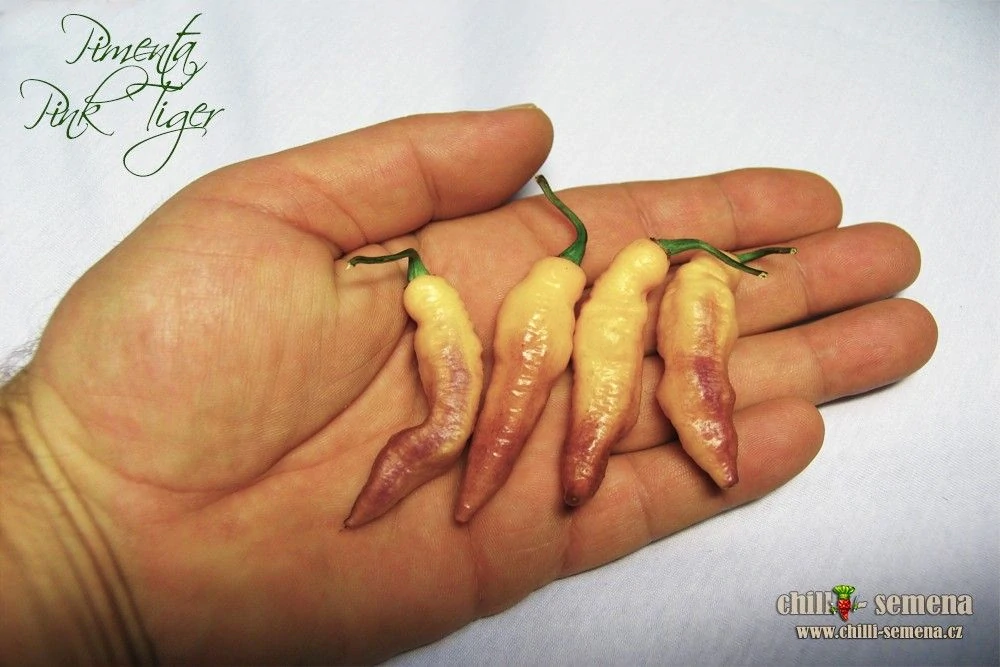 Chilli Pimenta Pink Tiger