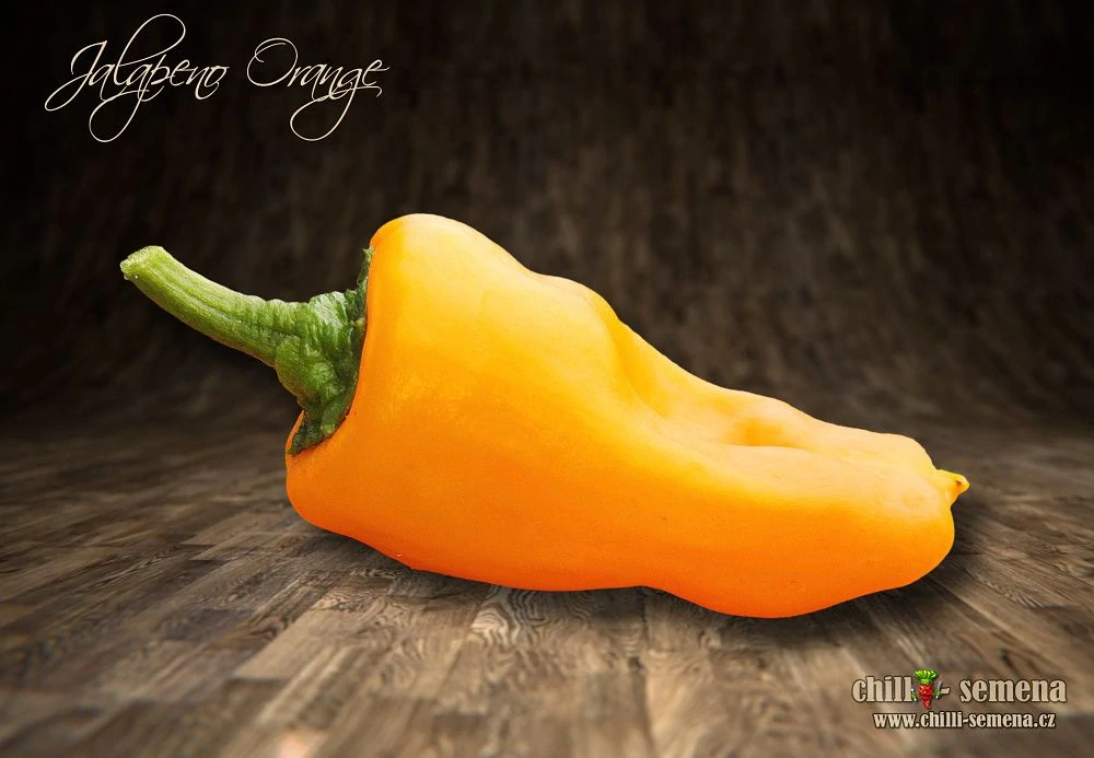 Chilli Jalapeno Orange po 2ks v květináči