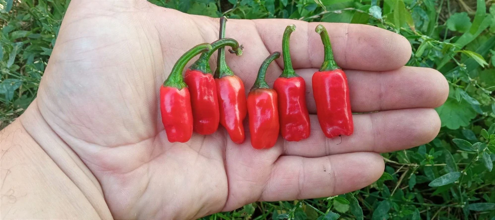 Chilli Tricolor Variegata