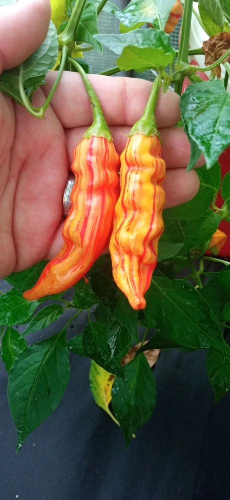 Chilli Sugar Rush Stripey