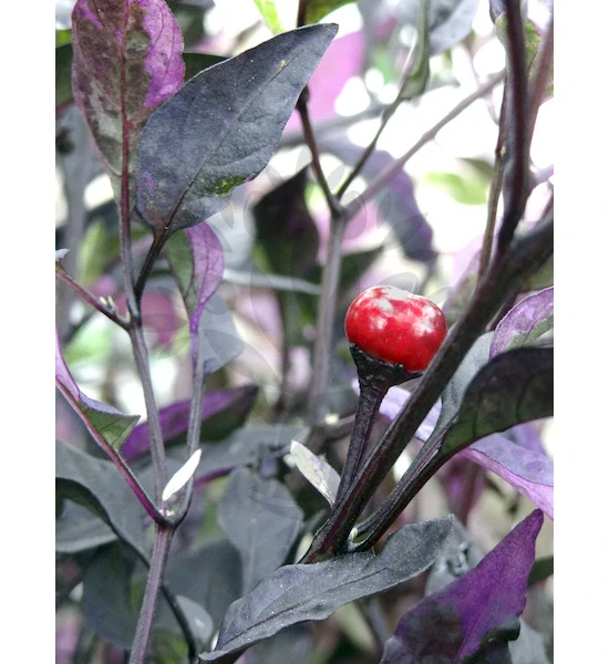 Chilli Purple Flash