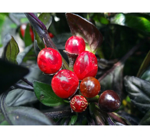 Chilli Black Pearl