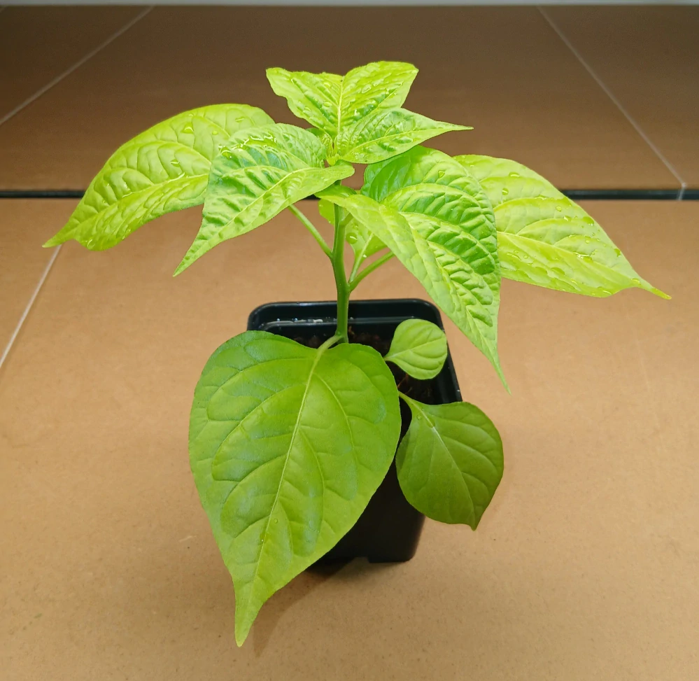 Chilli Habanero Neon