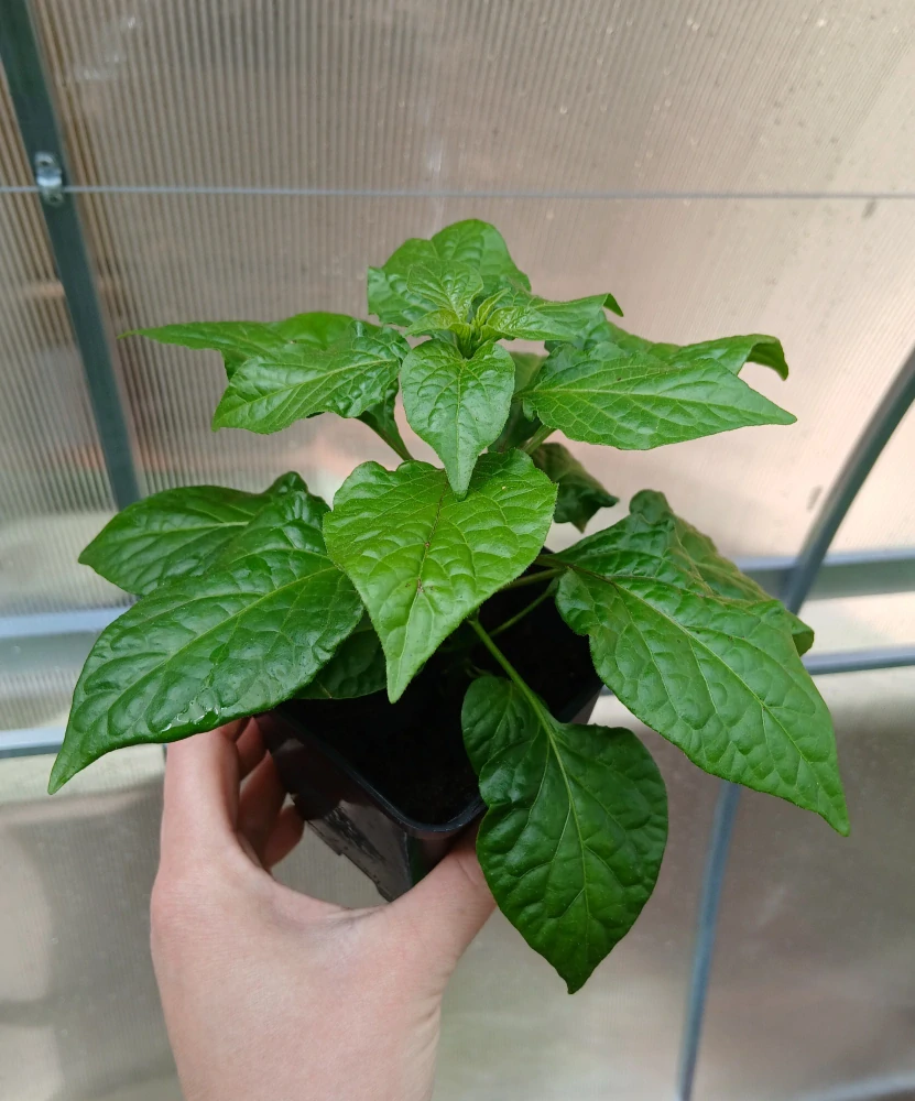 Chilli Bhut Jolokia Chocolate