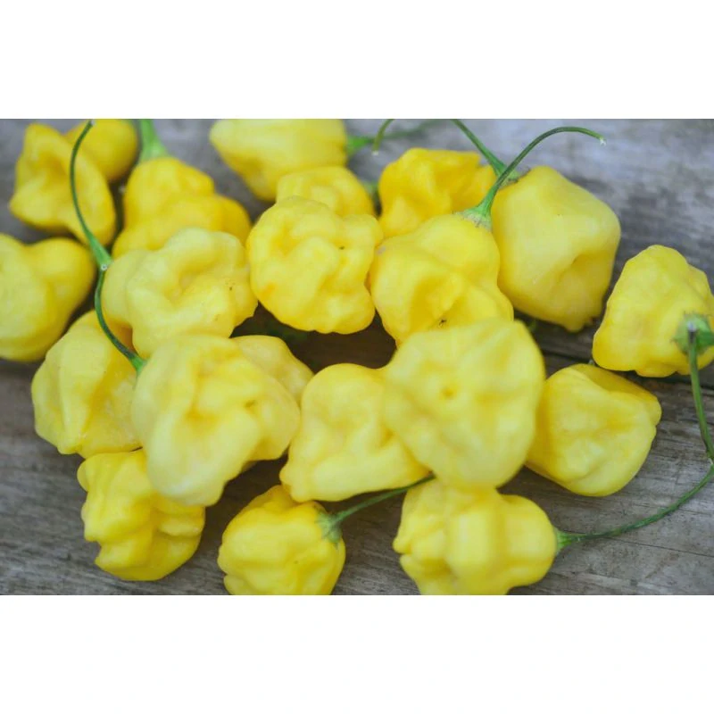 Chilli Aji Fantasy