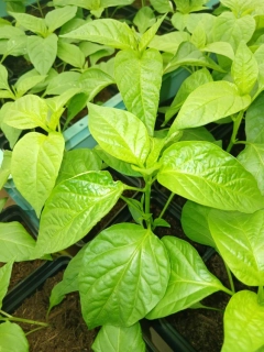 Chilli Peter's pepper Red