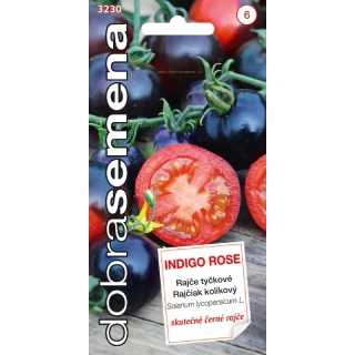 Indigo Rose 2ks v květináči