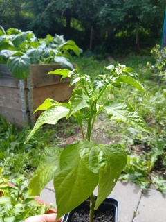 Mystery box 5ks chilli - kvetoucí chilli, které zvládnou ještě letos plodit